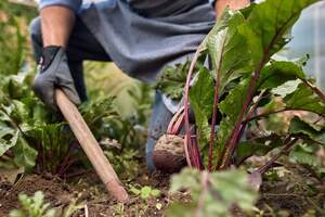 Was macht man als Erntehelfer?