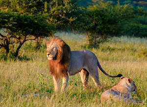 Reise nach Südafrika - Krüger Nationalpark Safari