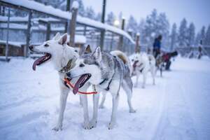 Work and Travel in Schweden - Farmarbeit