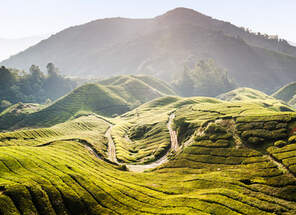 Reisen nach Malaysia - Teeplantage