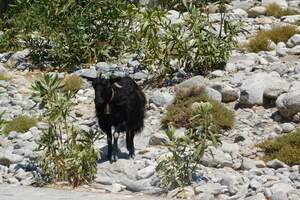 Sehenswürdigkeiten auf Kreta Samaria-Schlucht