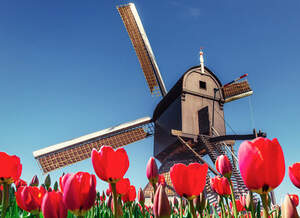 Reise in die Niederlande - Windmühlen und Tulpen