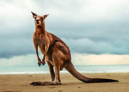 Reise nach Australien - Auslandskrankenversicherung