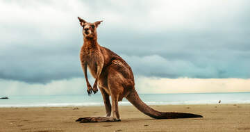 Reise nach Australien - Auslandskrankenversicherung