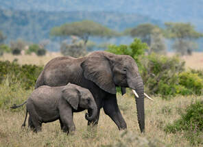 Reise nach Tansania - Serengeti Park