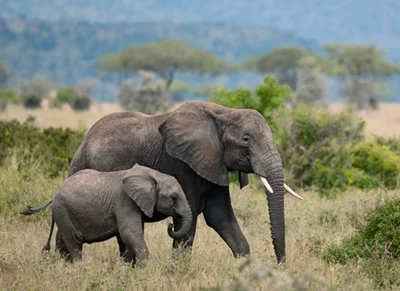 Reise nach Tansania - Serengeti Park