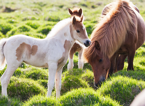 Reisen nach Island - Islandpferde Reisen nach Island - Islandpferde