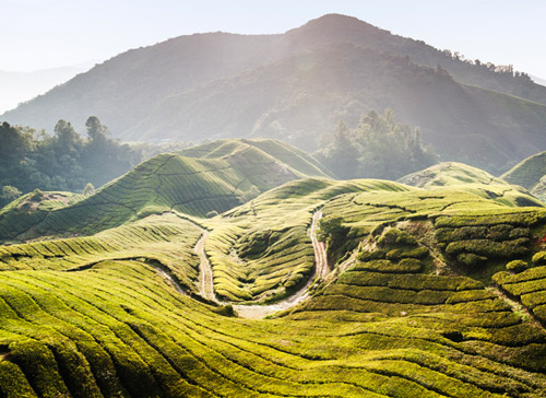 Reisen nach Malaysia - Teeplantage